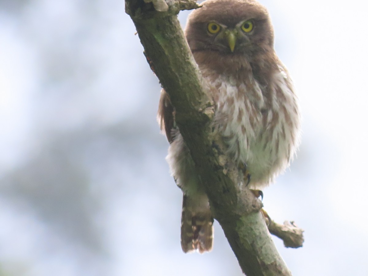 Ferruginous Pygmy-Owl - ML638252459