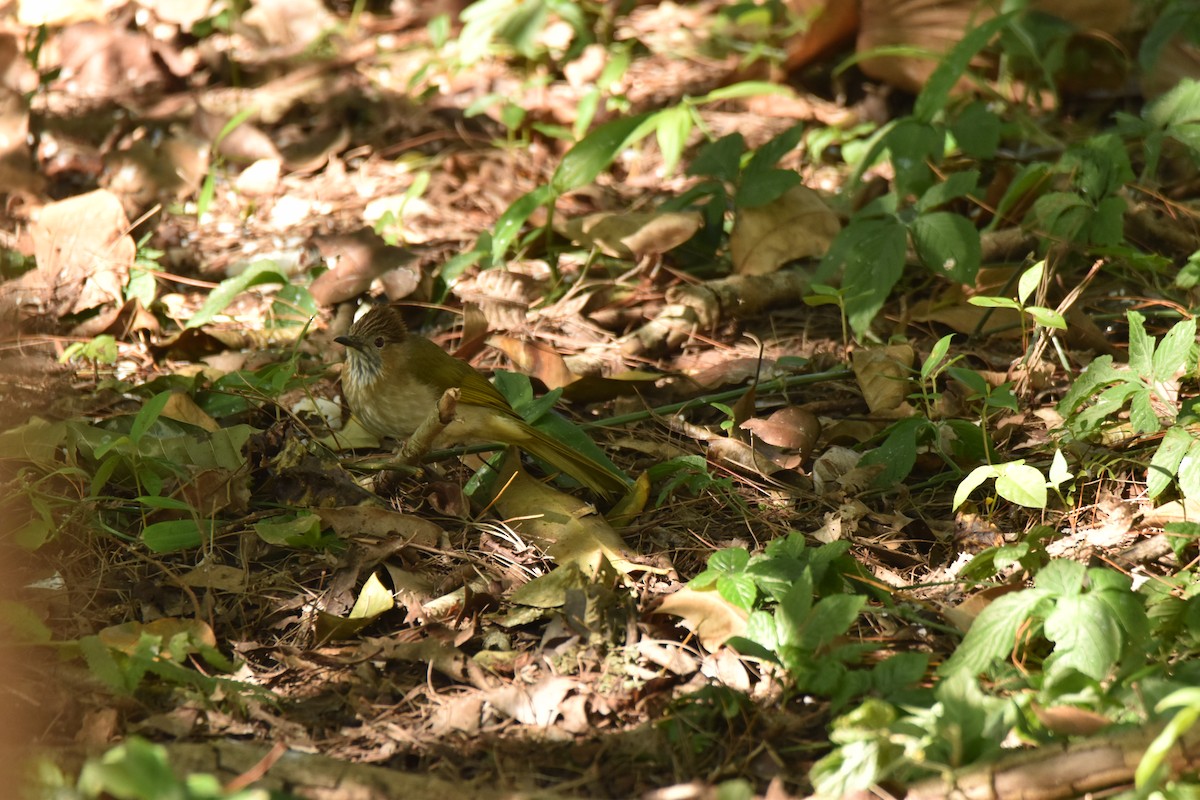 Mountain Bulbul - ML638252464