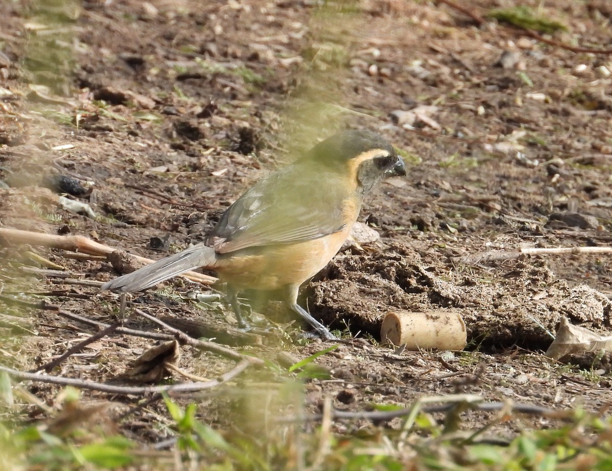 Golden-billed Saltator - ML638252473