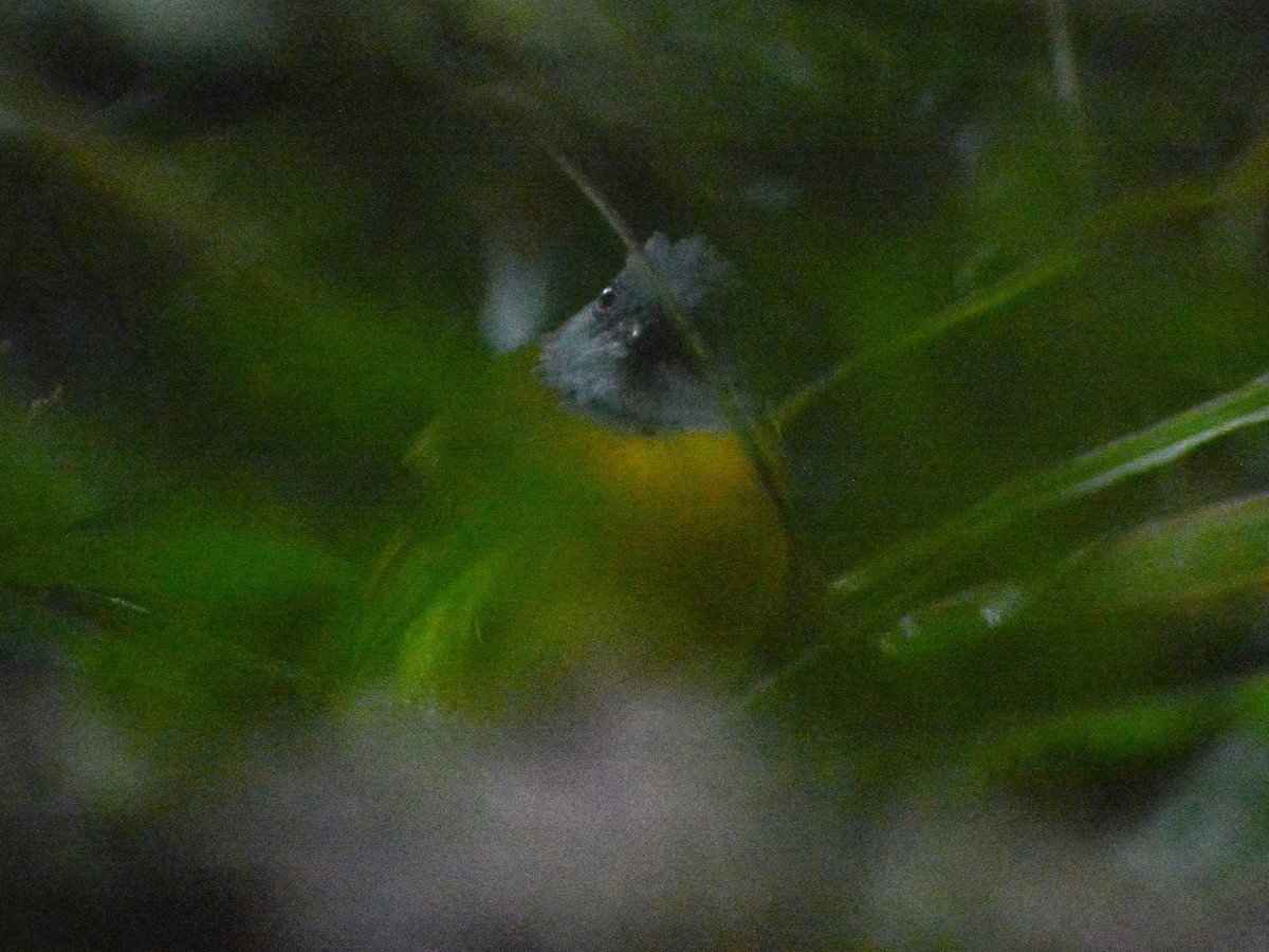 Gray-headed Tanager (Gray-crested) - ML638252476