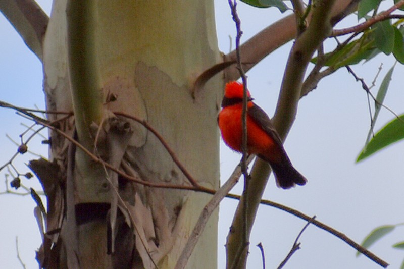 Vermilion Flycatcher - ML638252479
