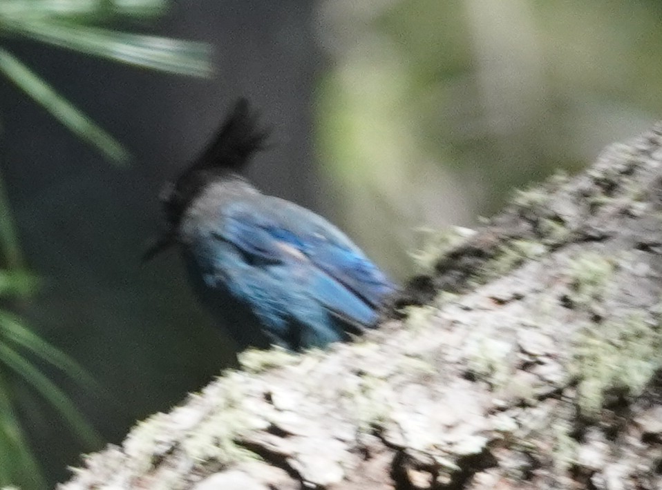 Steller's Jay - ML638252482