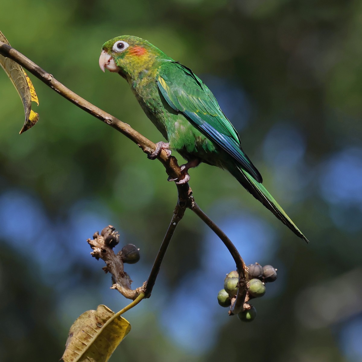 Sulphur-winged Parakeet - ML638252483