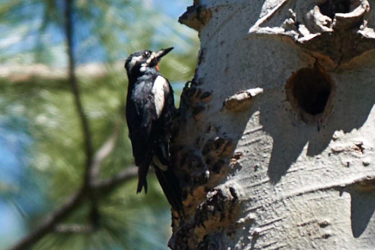 Williamson's Sapsucker - ML638252487