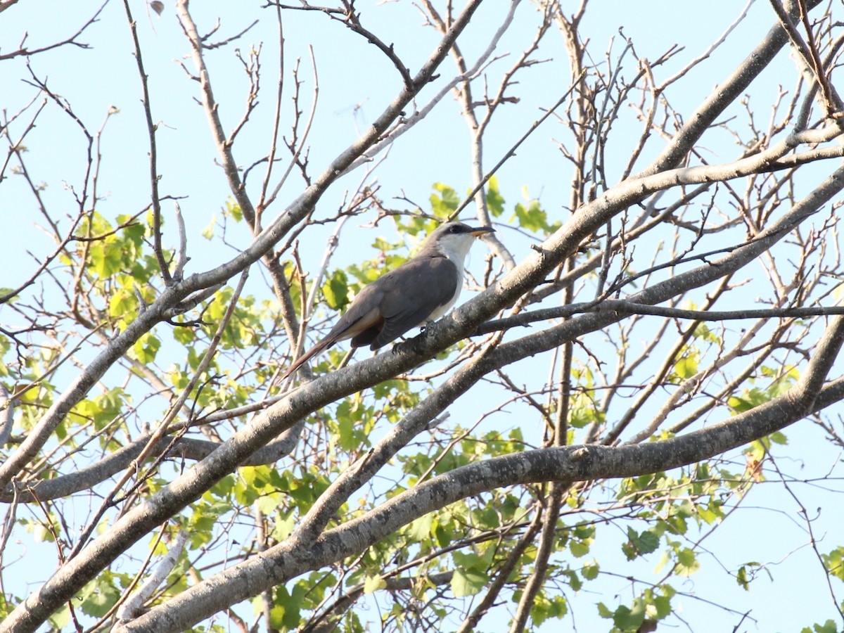 Mangrove Cuckoo - ML638252508