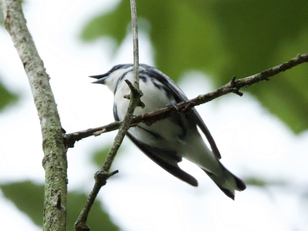 Cerulean Warbler - ML638252519