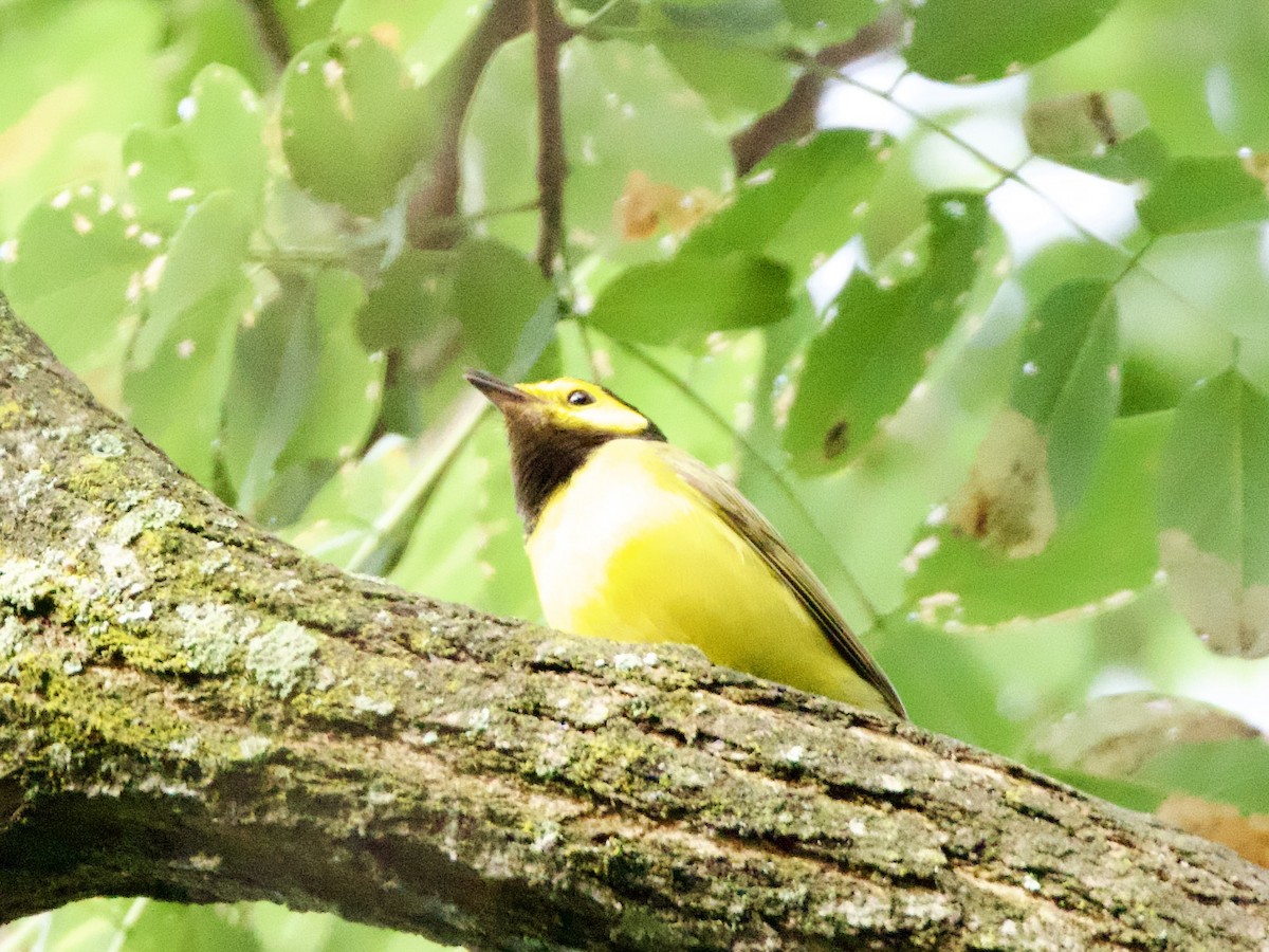 Hooded Warbler - ML638252520