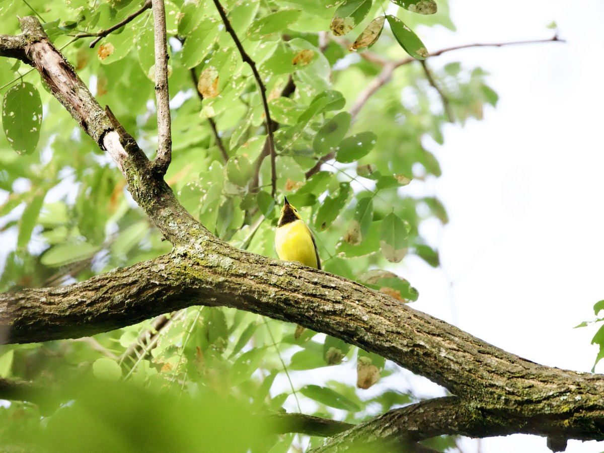 Hooded Warbler - ML638252521