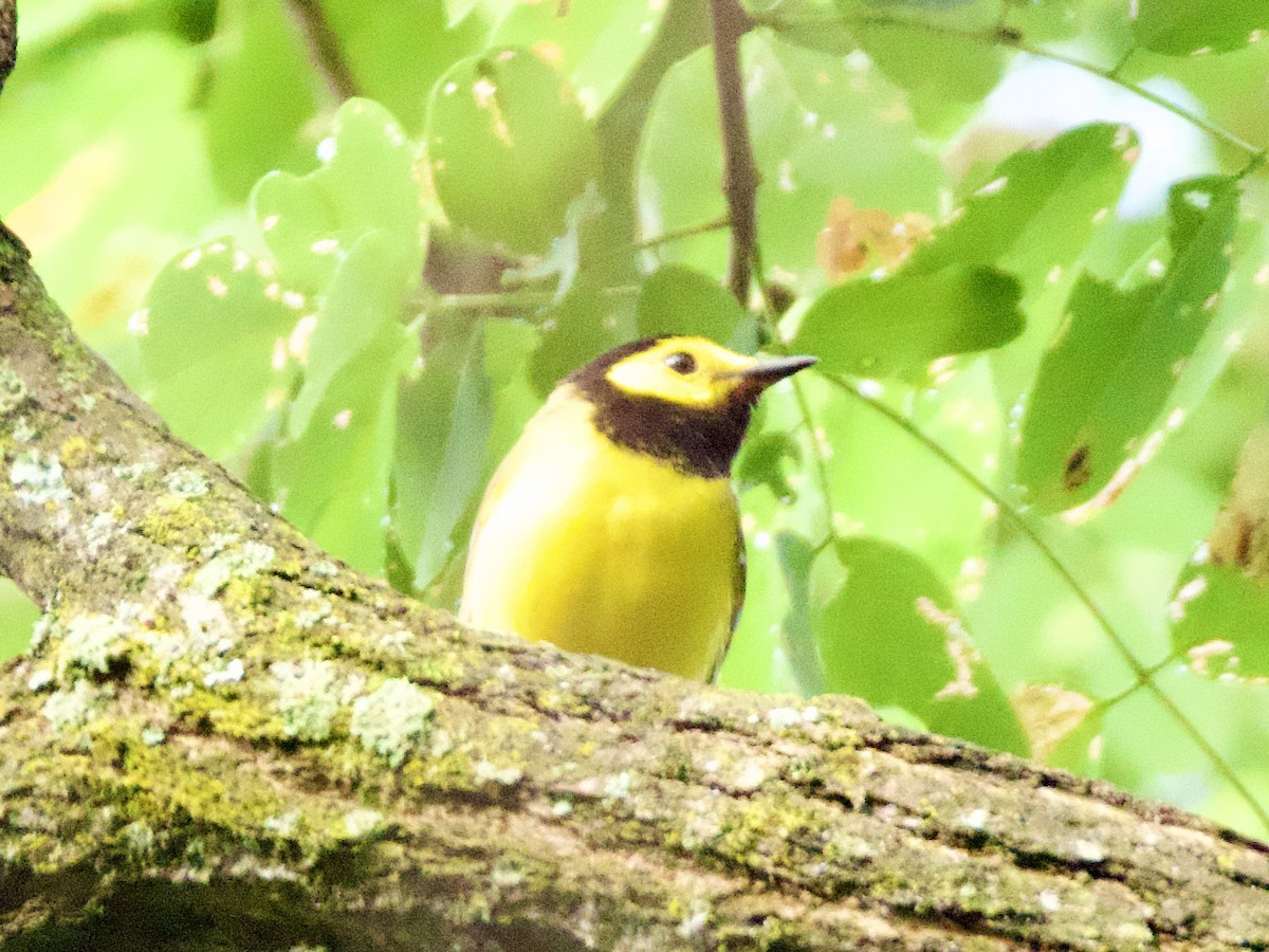 Hooded Warbler - ML638252522