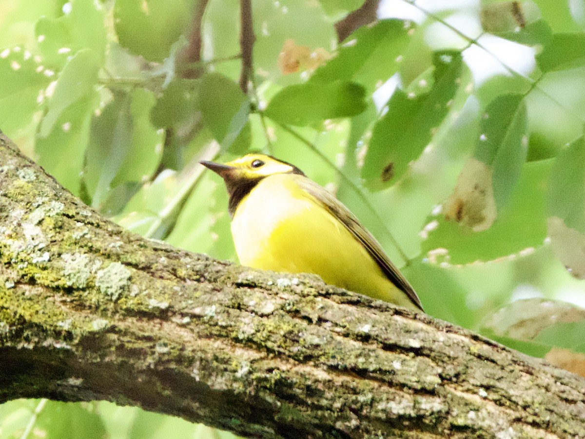 Hooded Warbler - ML638252523