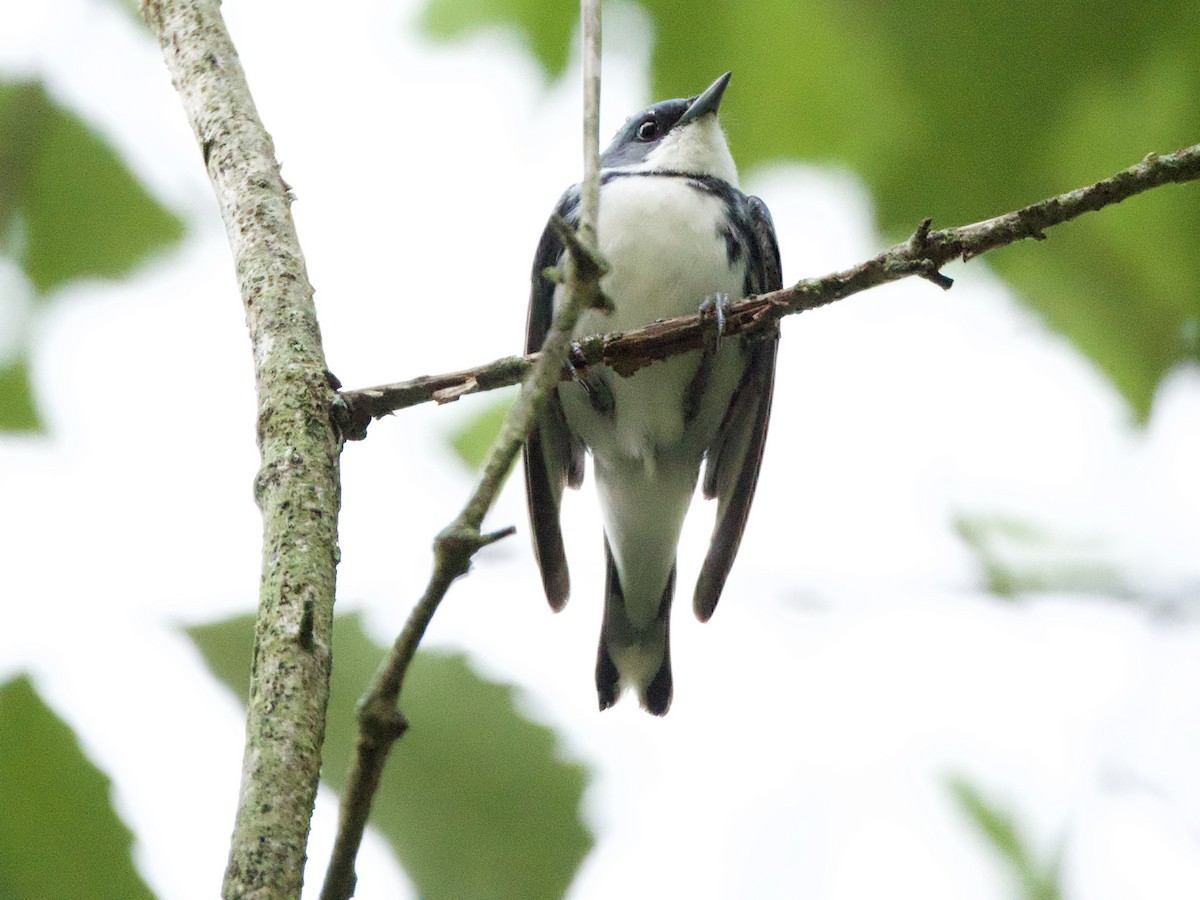 Cerulean Warbler - ML638252524