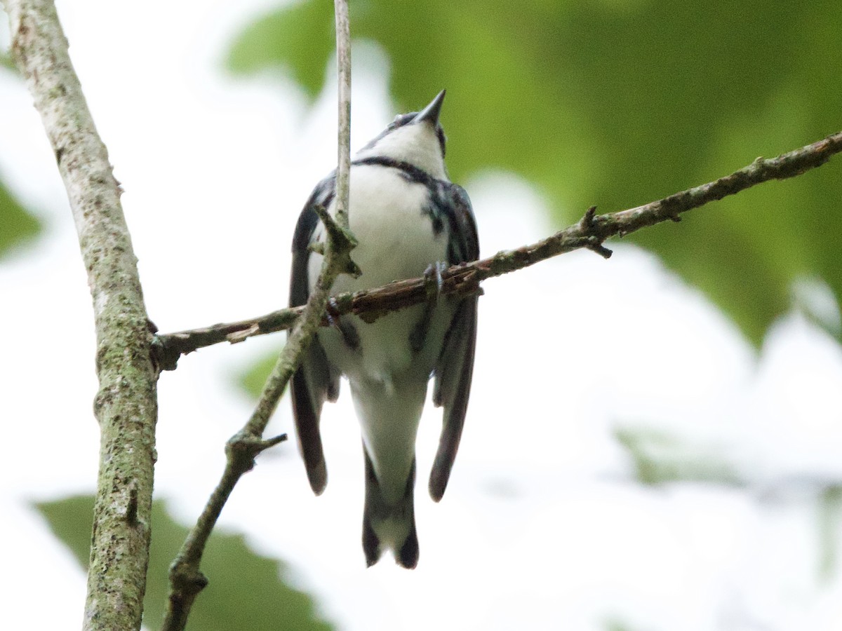 Cerulean Warbler - ML638252525