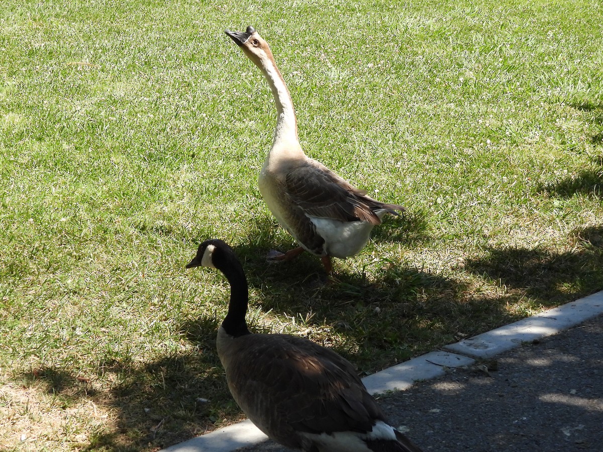 Domestic goose sp. (Domestic type) - ML638252530