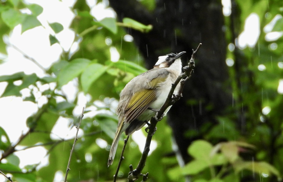Light-vented Bulbul - ML638252553