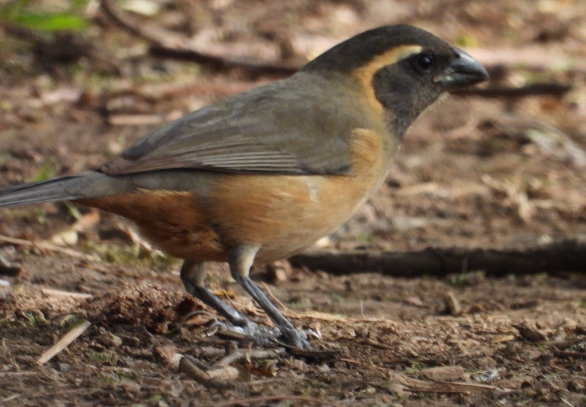 Golden-billed Saltator - ML638252576