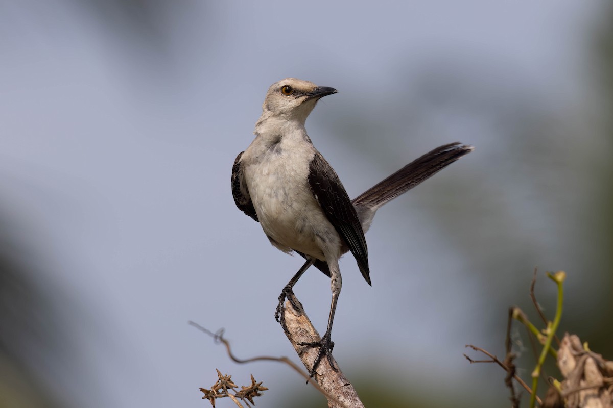 Tropical Mockingbird (Mayan) - ML638252577