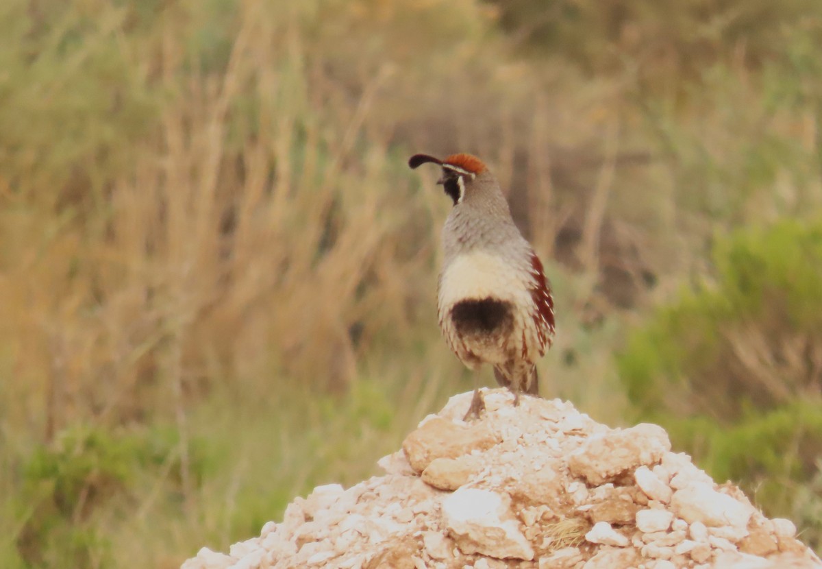 Gambel's Quail - ML638252578