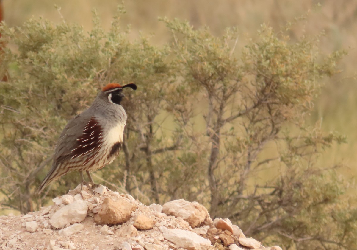 Gambel's Quail - ML638252579
