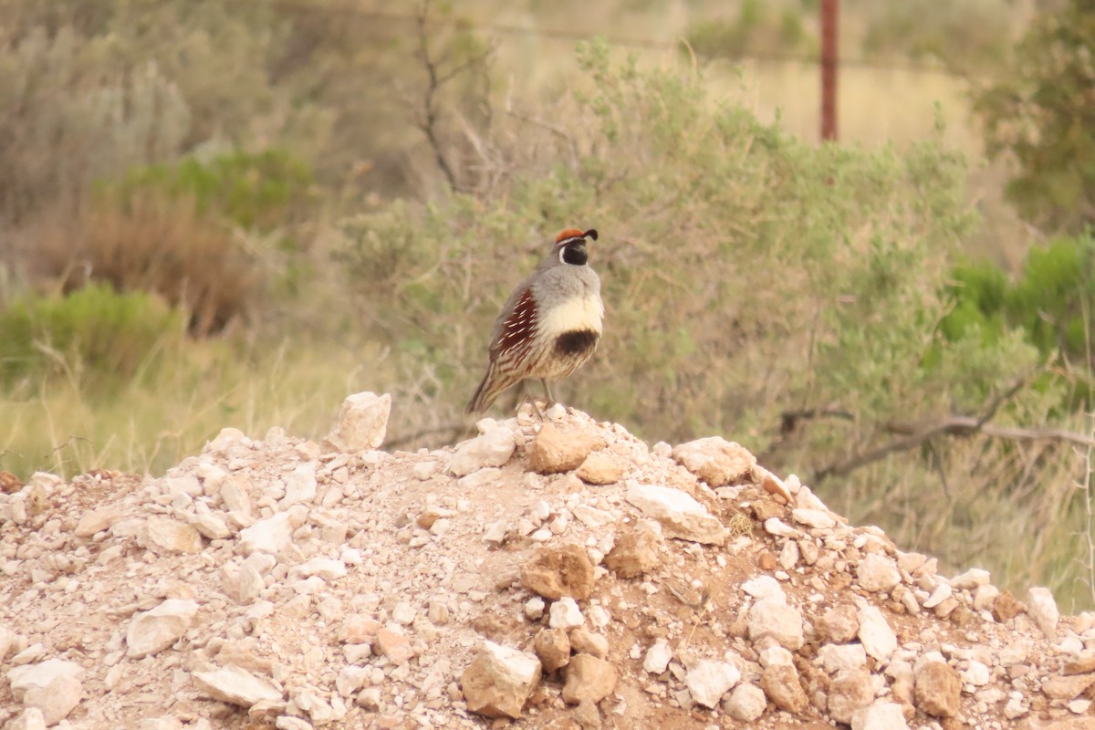 Gambel's Quail - ML638252580