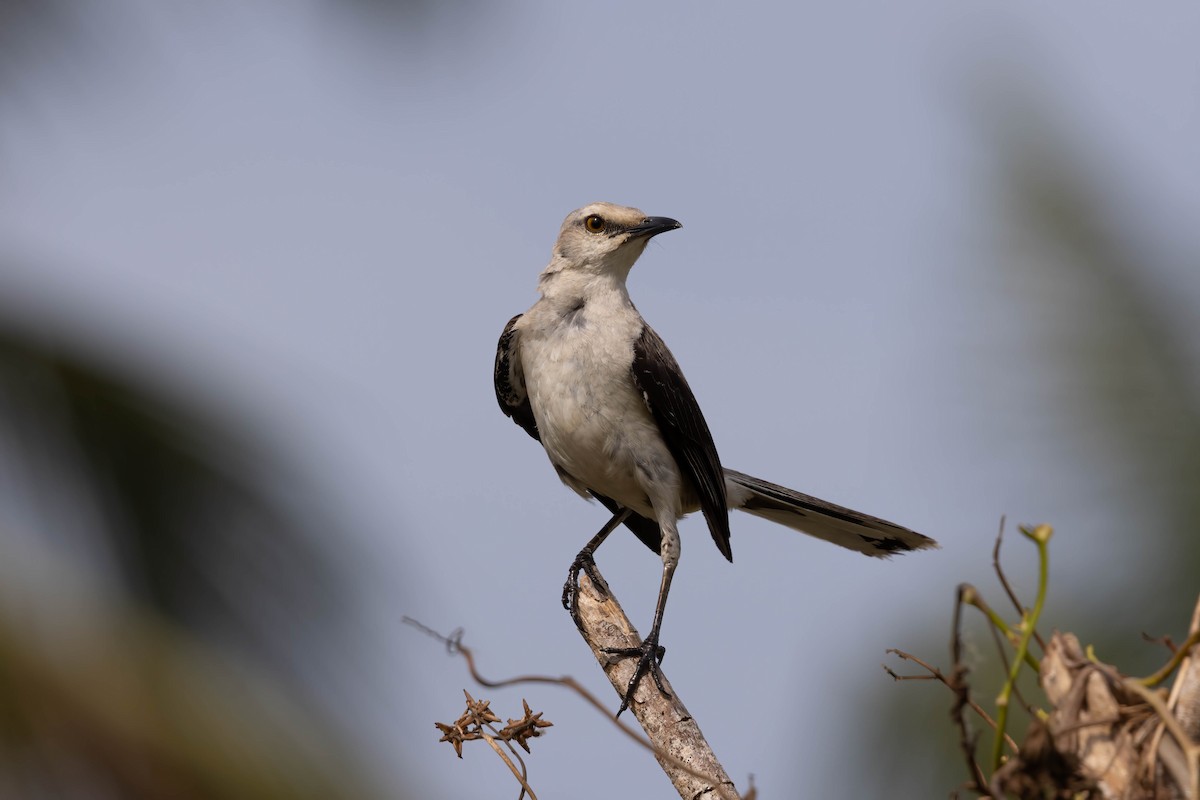 Tropical Mockingbird (Mayan) - ML638252591