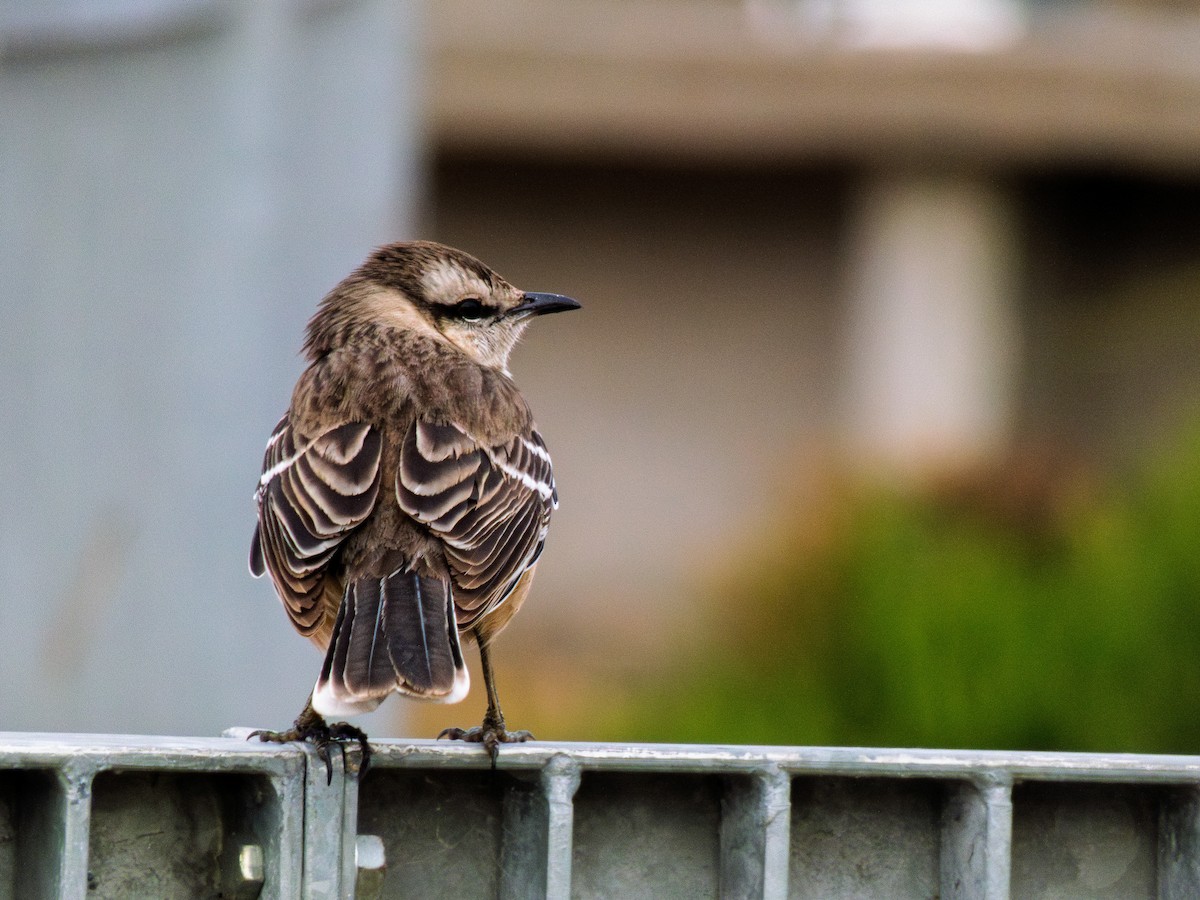 Chalk-browed Mockingbird - ML638252597