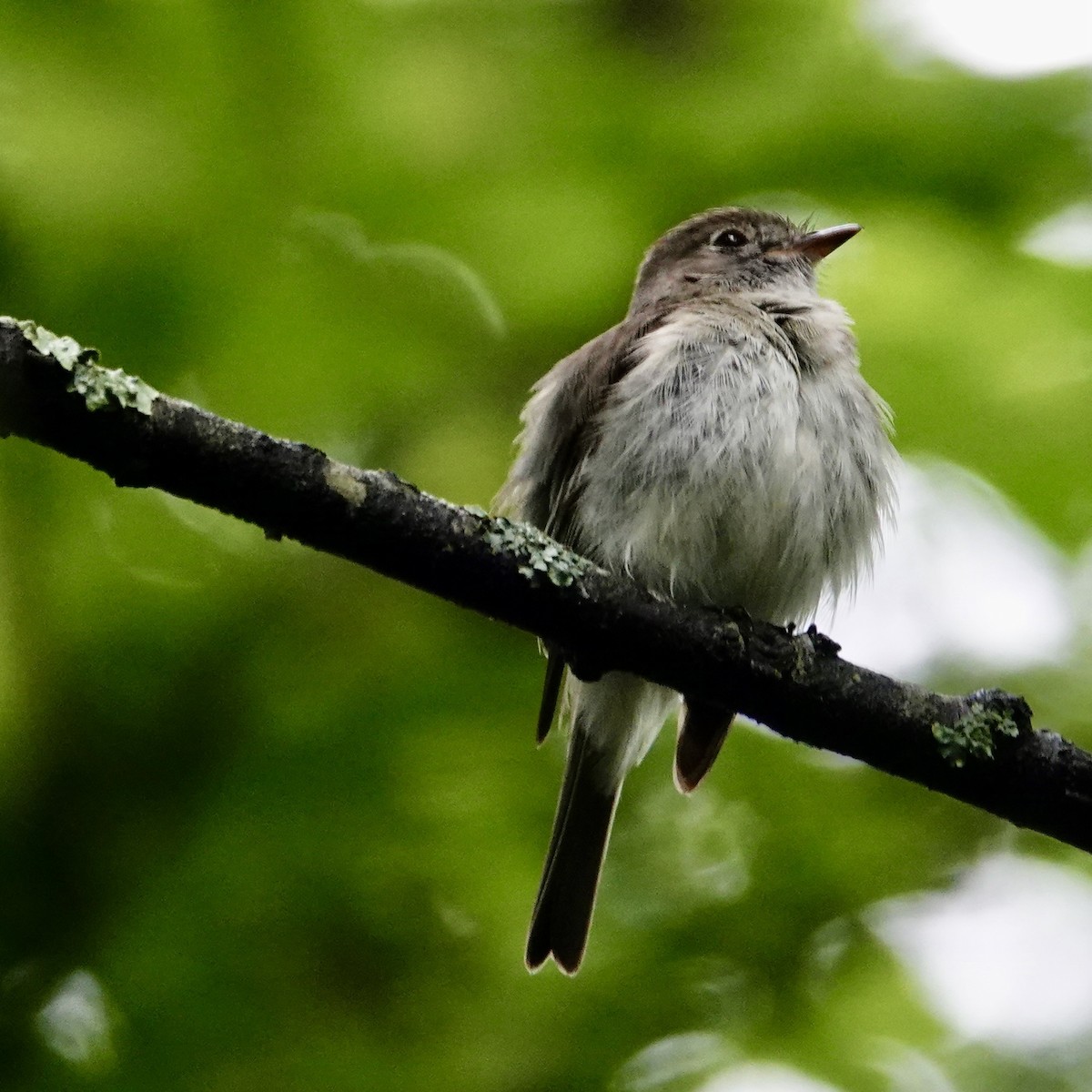 Least Flycatcher - ML638252607