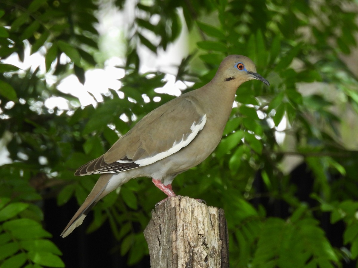 White-winged Dove - ML638252617