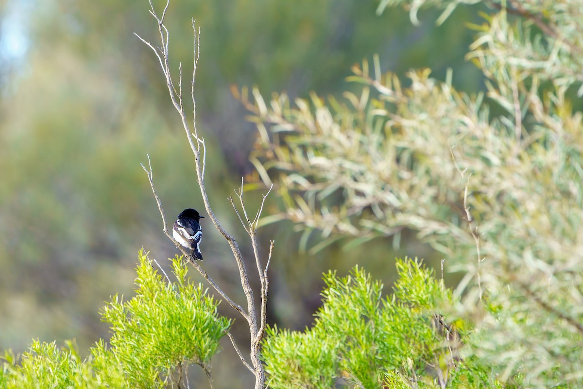 Hooded Robin - ML638252623