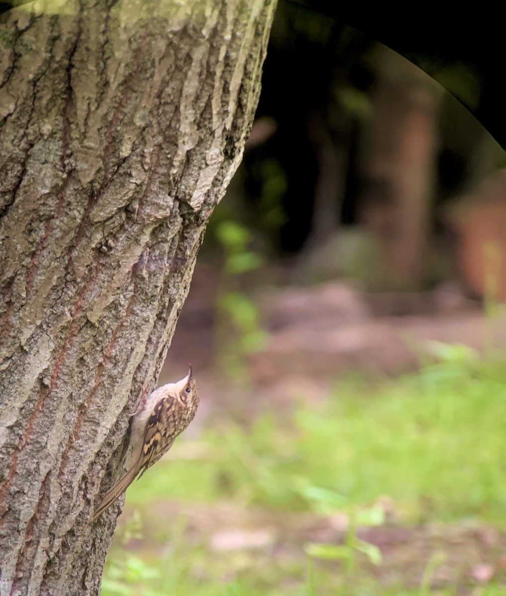 Eurasian Treecreeper - ML638252624
