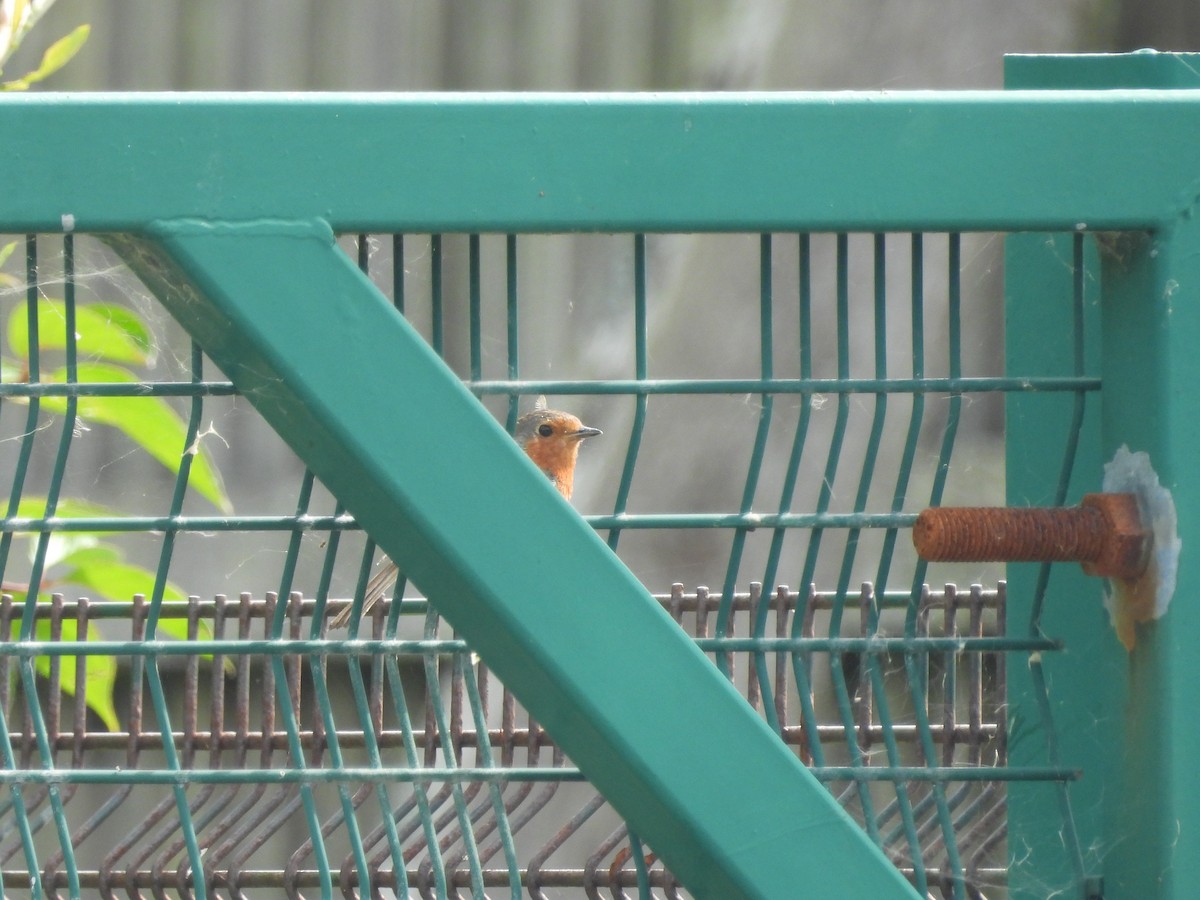 European Robin - ML638252645