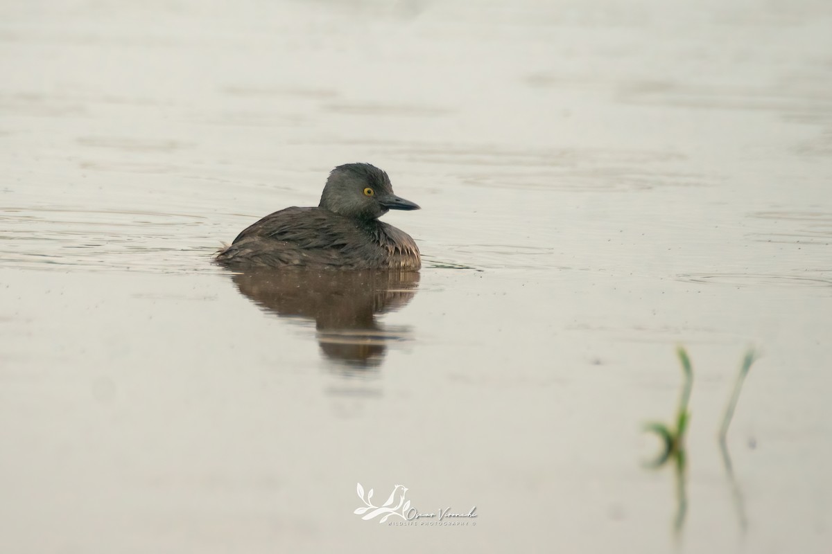 Least Grebe - ML638252758