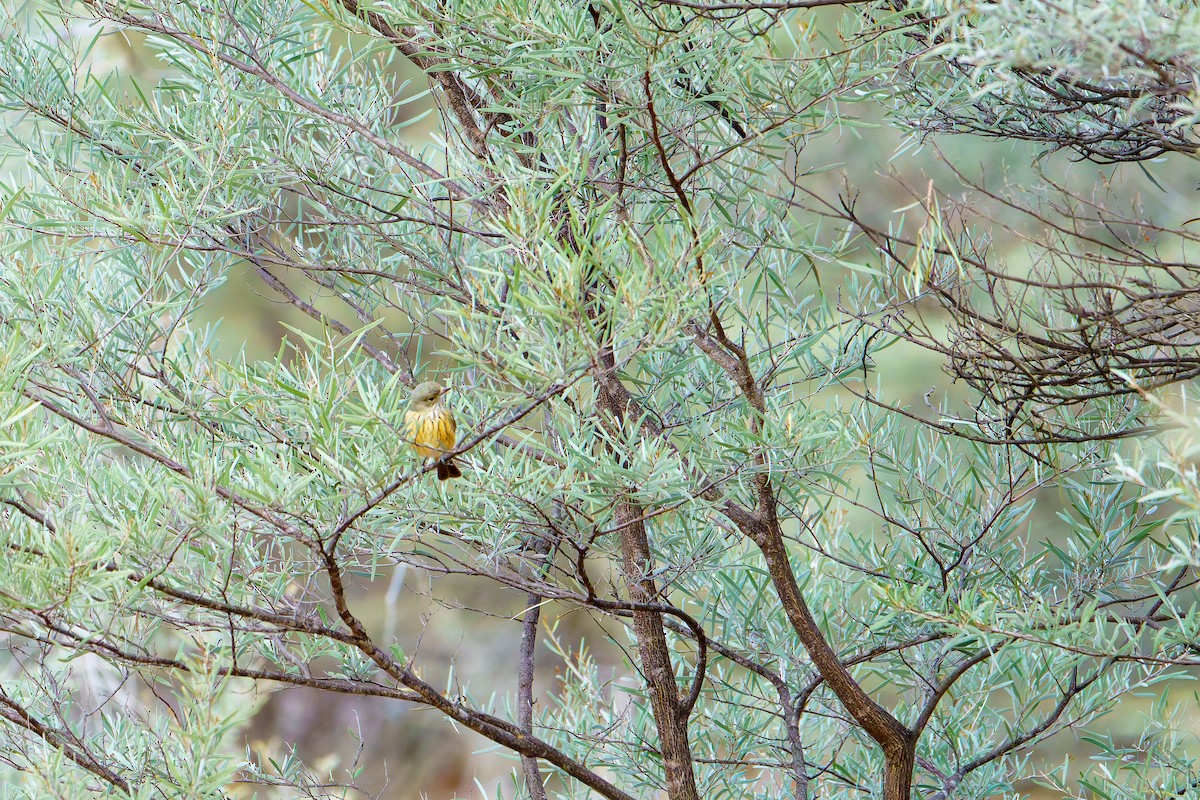 Rufous Whistler - ML638252764