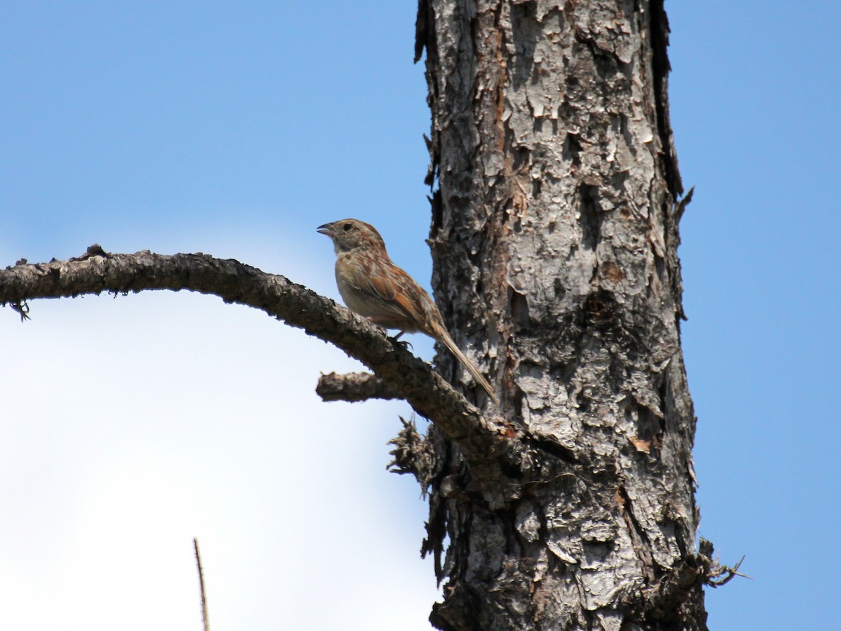 Bachman's Sparrow - ML638252789