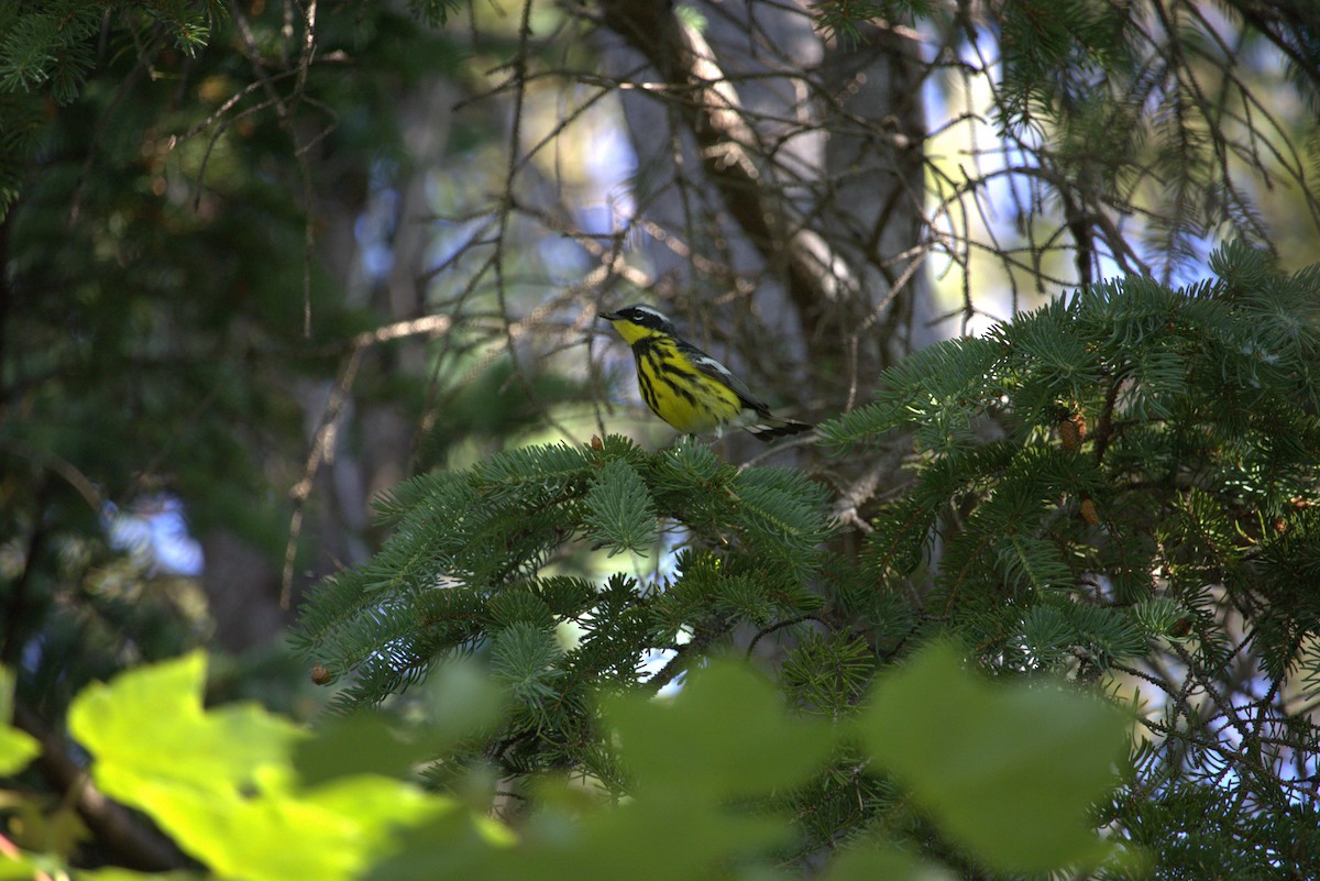 Magnolia Warbler - ML638252797