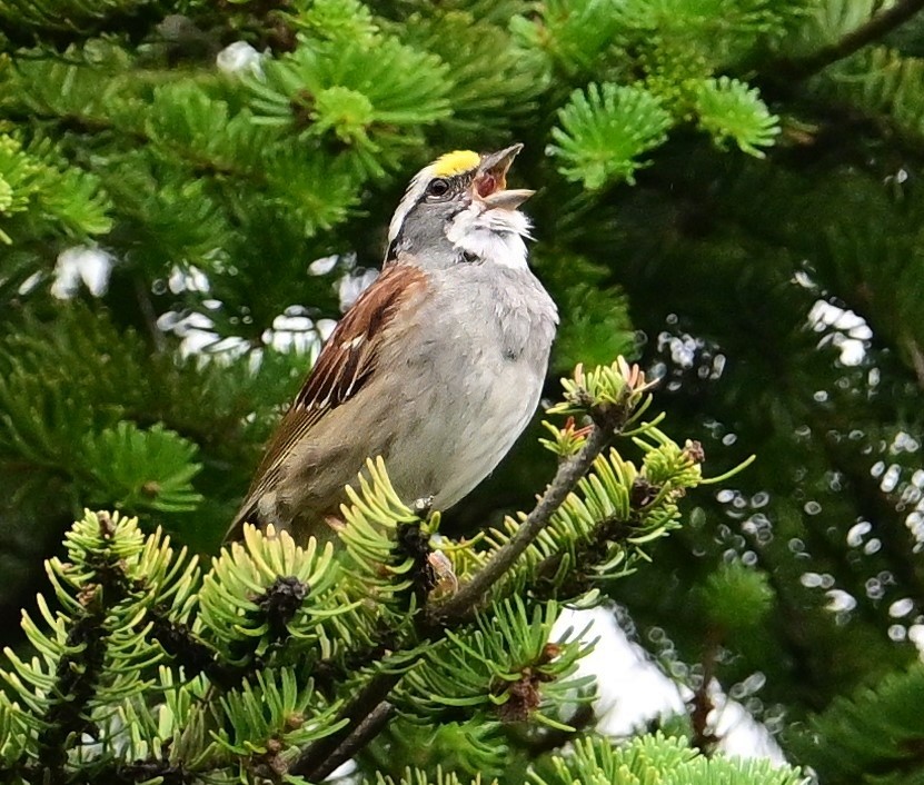 White-throated Sparrow - ML638252805