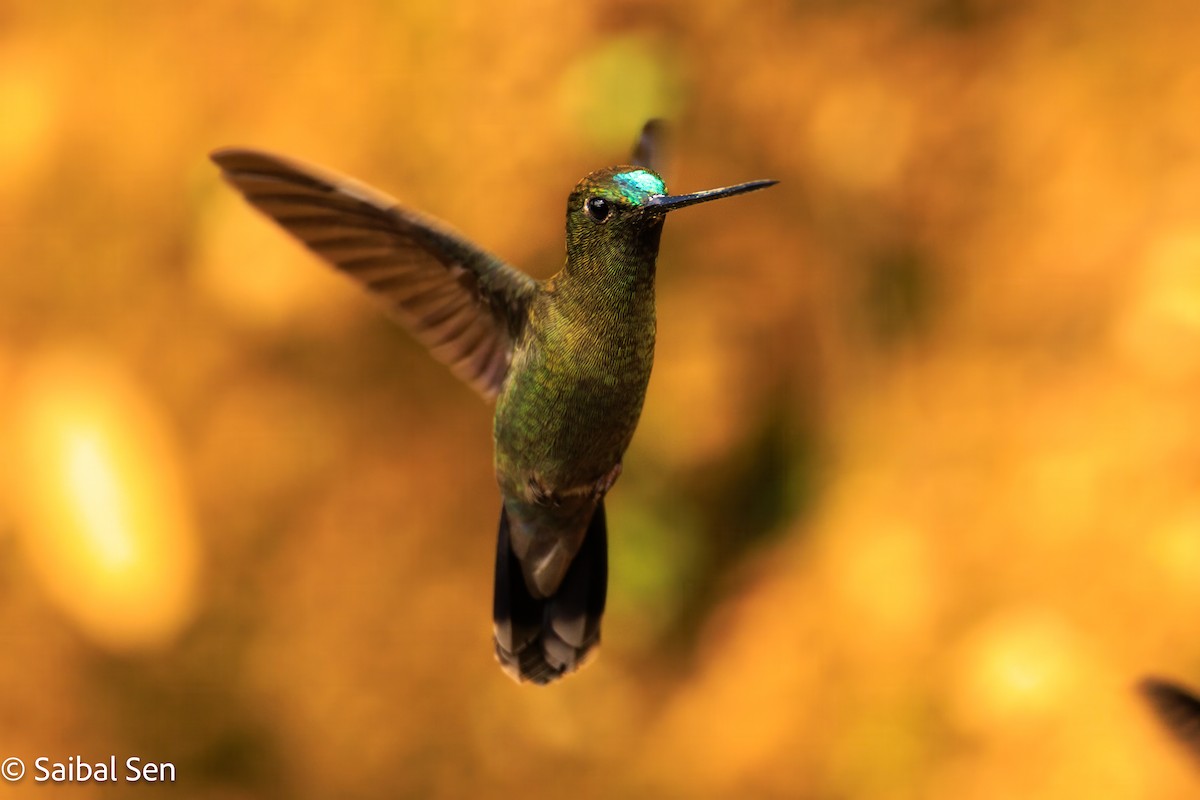 Green-fronted Lancebill - ML638252809