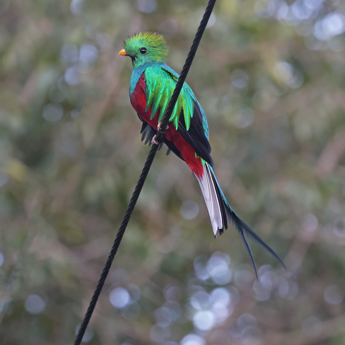 Resplendent Quetzal - ML638252811