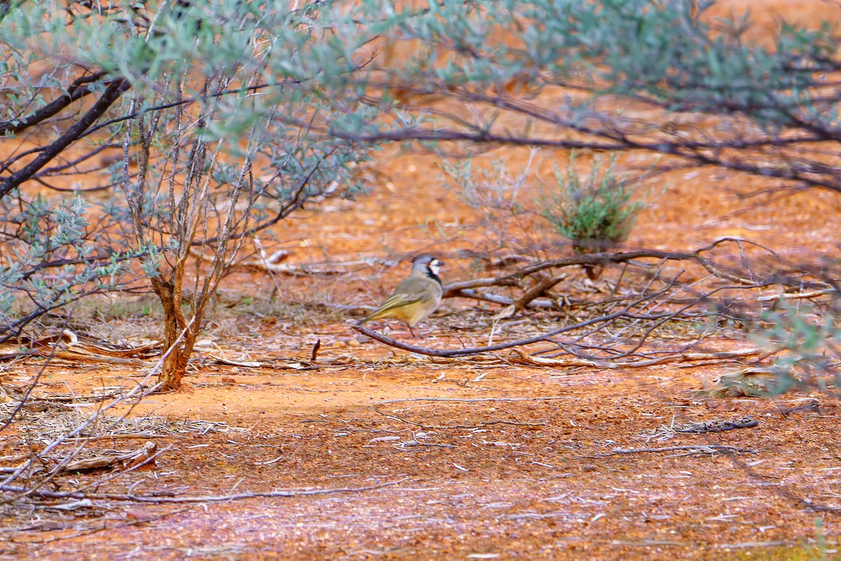 Crested Bellbird - ML638252828