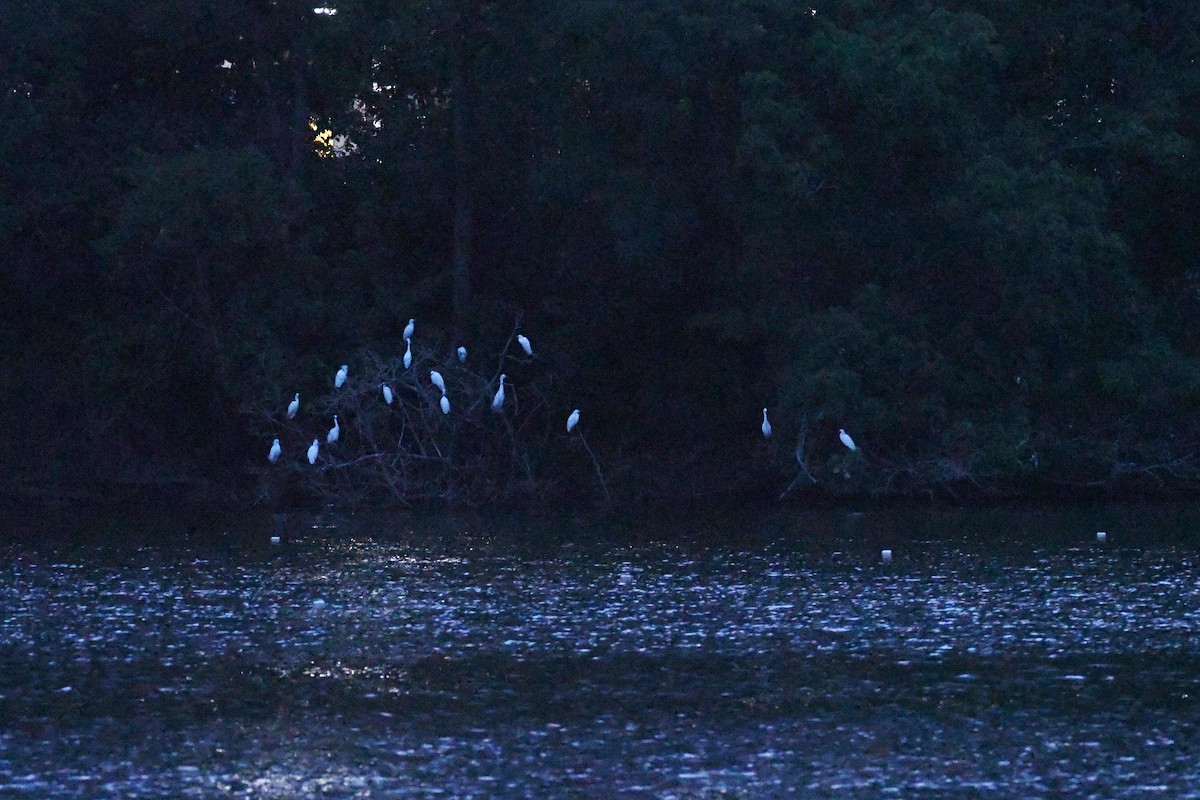 Snowy Egret - ML638252832
