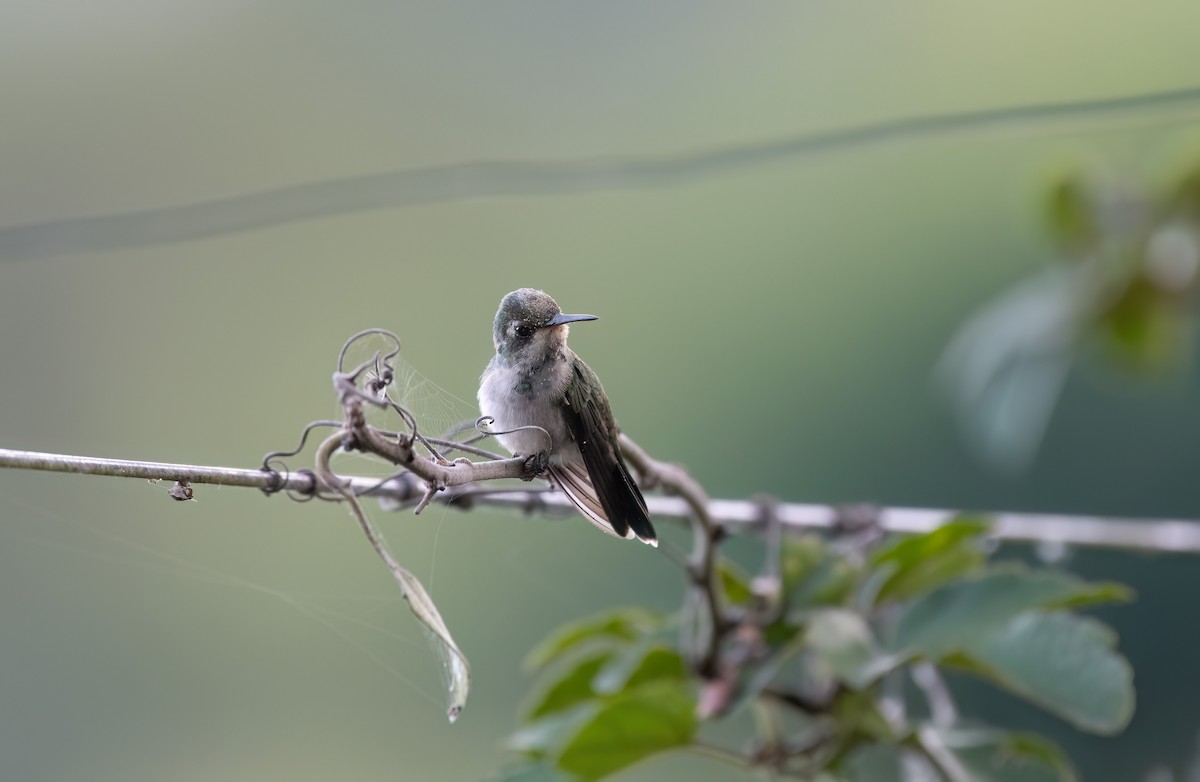 Canivet's Emerald - ML638252845