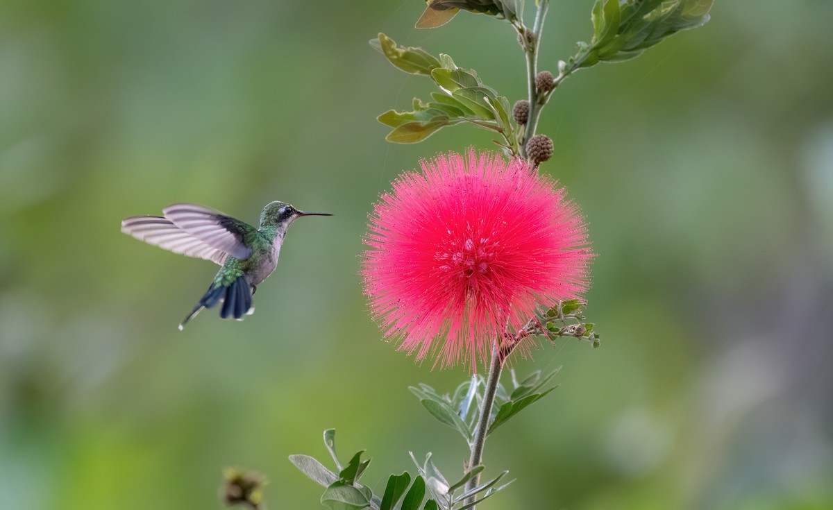 Canivet's Emerald - ML638252847