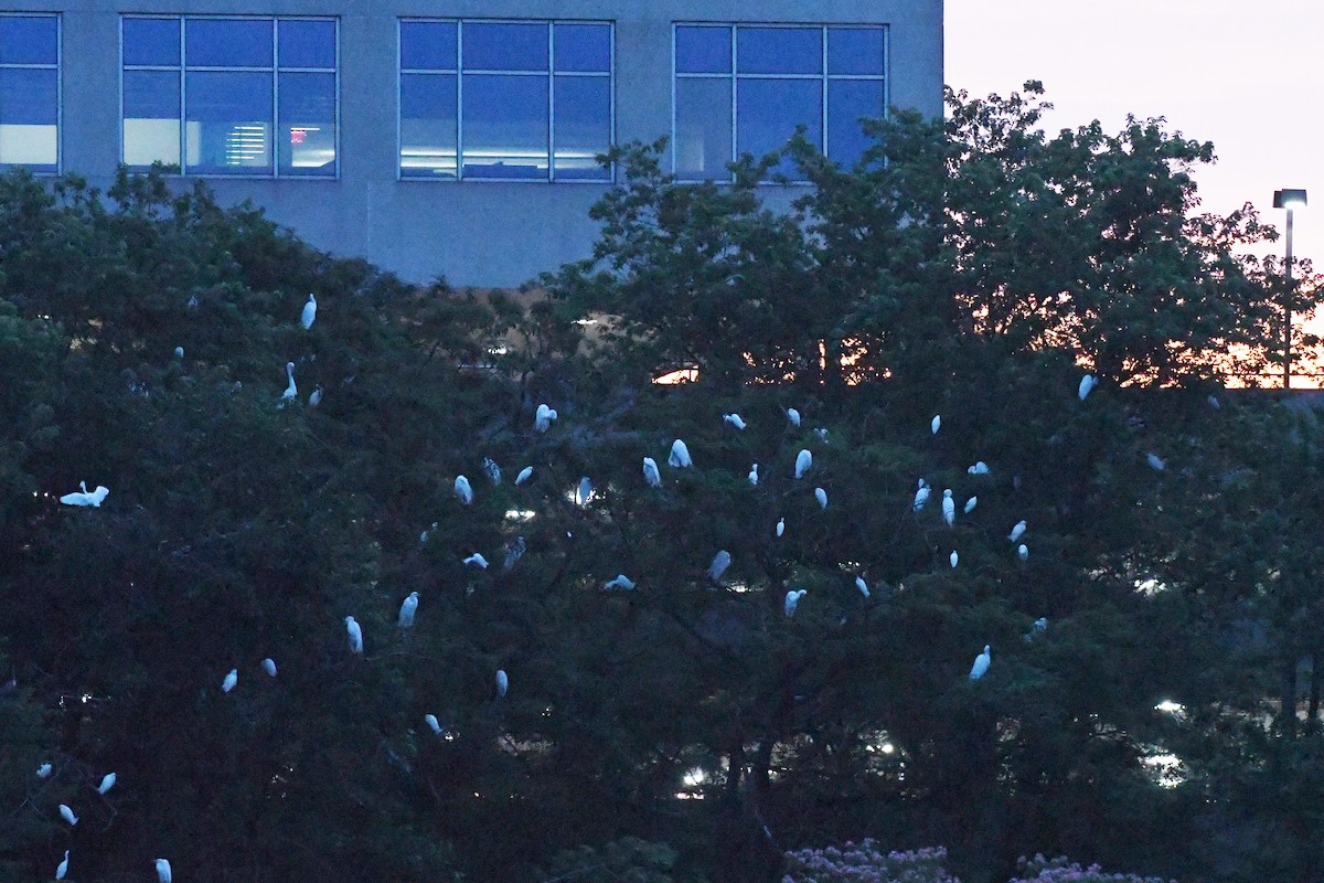 Great Egret - ML638252849