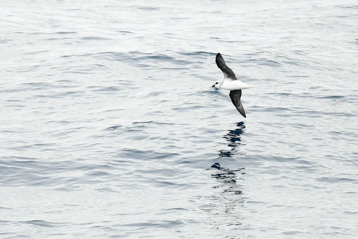 White-headed Petrel - ML638252857