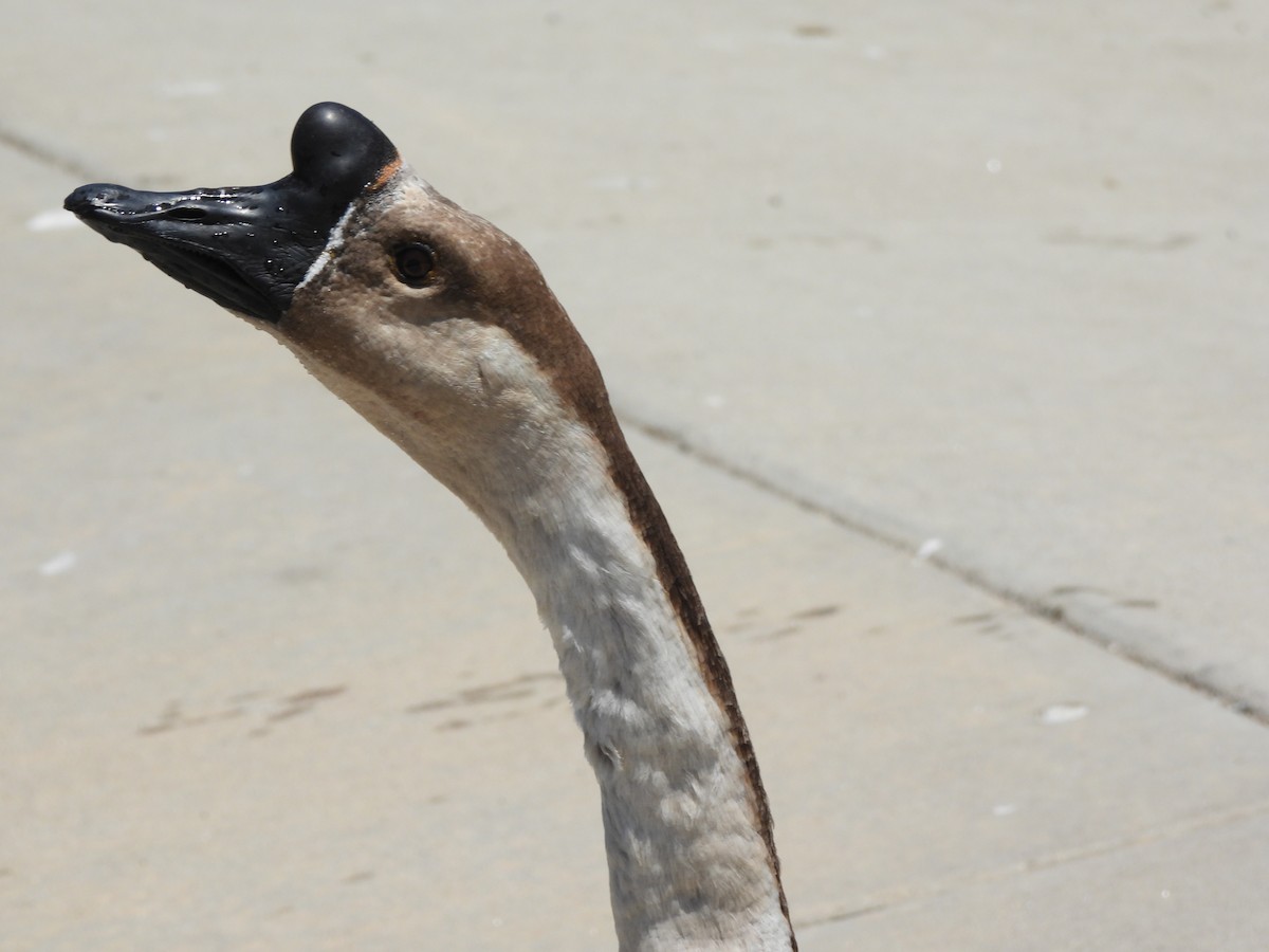 Domestic goose sp. (Domestic type) - ML638252871
