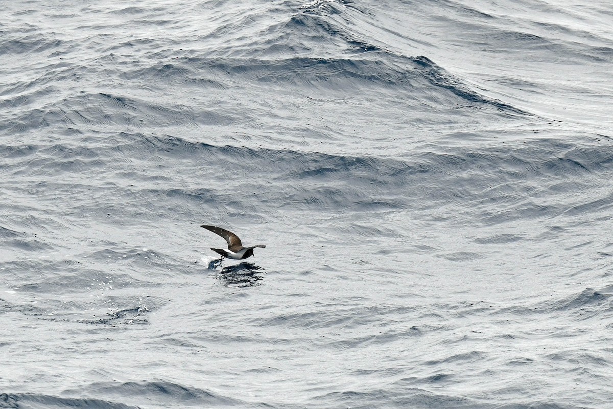 Black-bellied Storm-Petrel - ML638252882