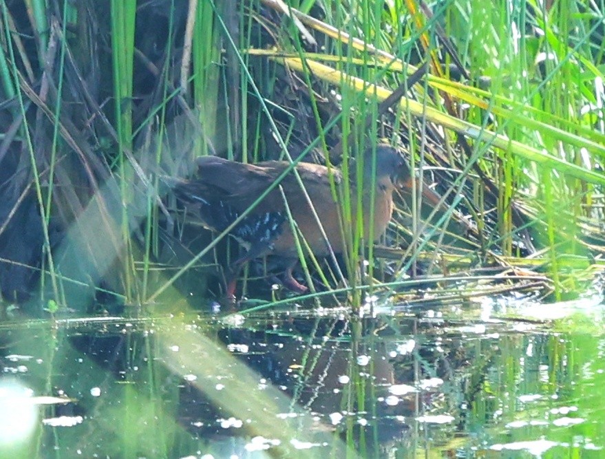 Virginia Rail - ML638252891