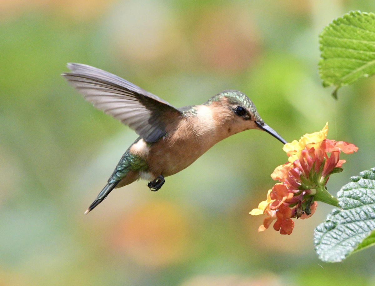 Sparkling-tailed Hummingbird - ML638252895