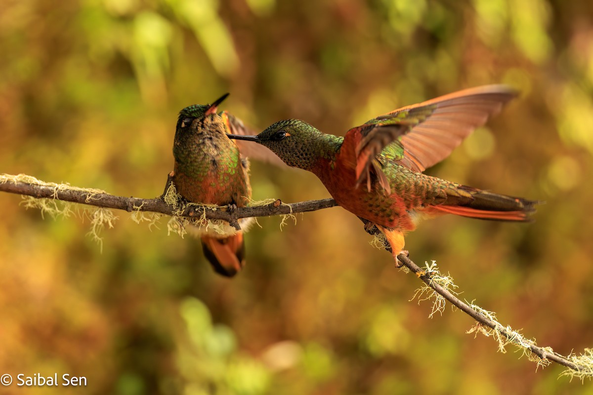 Chestnut-breasted Coronet - ML638252896