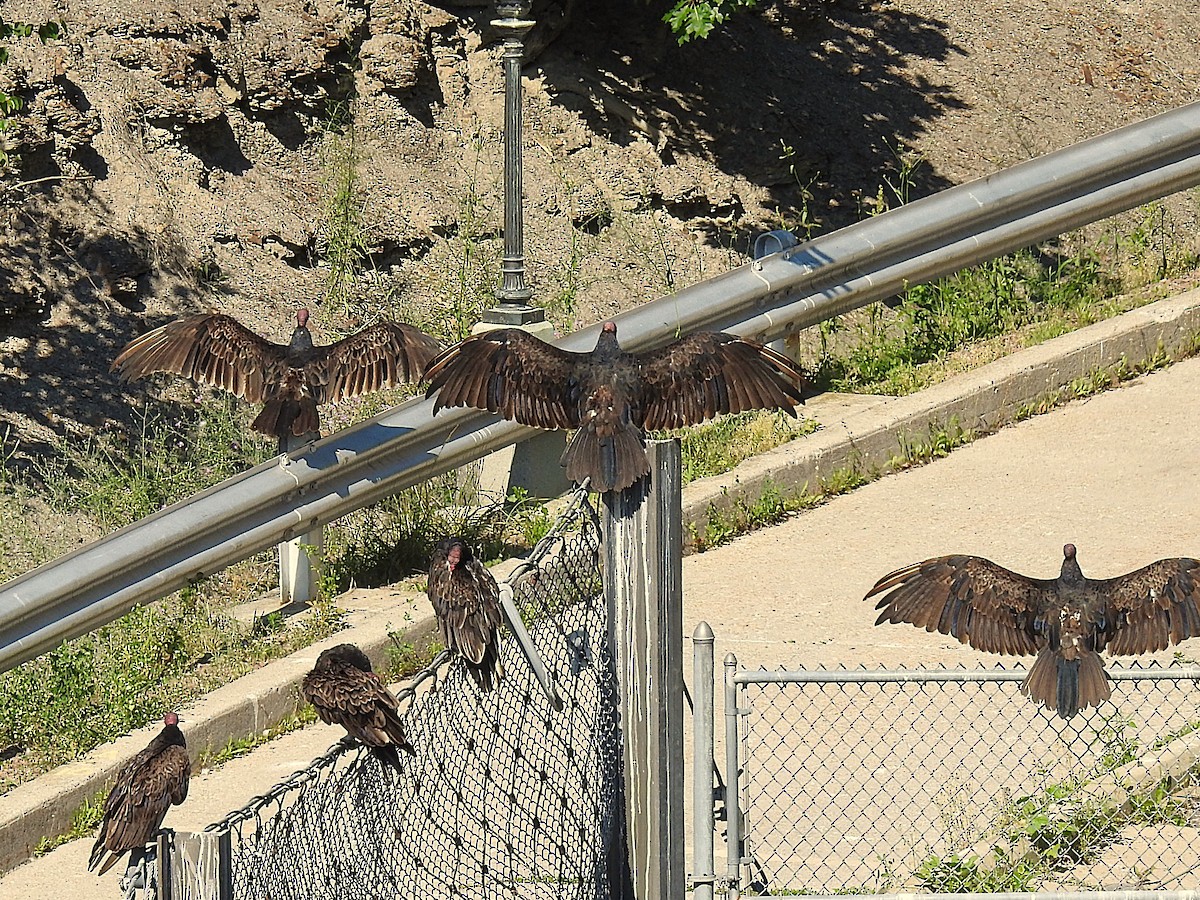 Turkey Vulture - ML638252899
