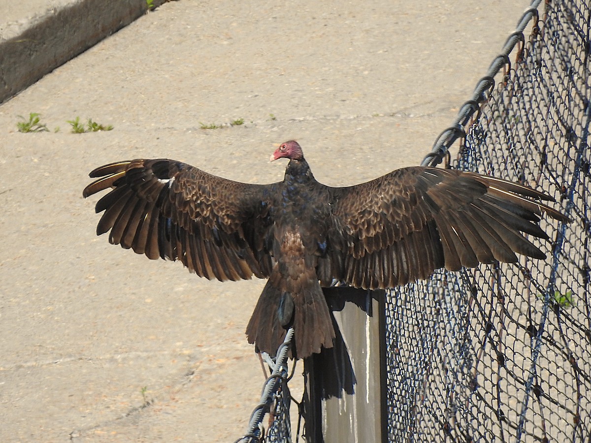 Turkey Vulture - ML638252900